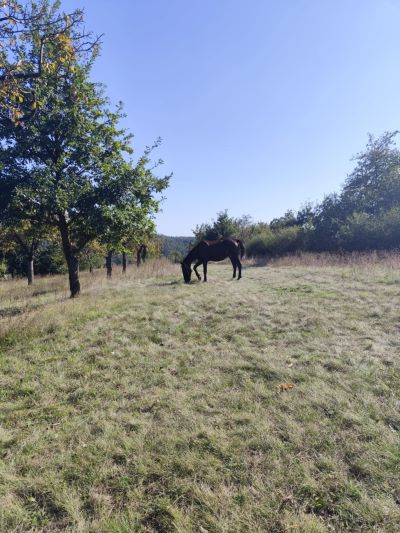 Horse on a pasture